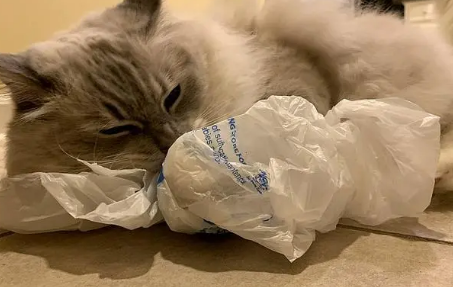 猫咪老是舔塑料袋是怎么回事