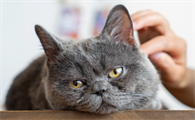 猫咪头疼怎么办