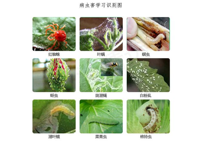 阿维菌素的作用、特点和使用要点! 阿维菌素的作用、特点和使用要点!