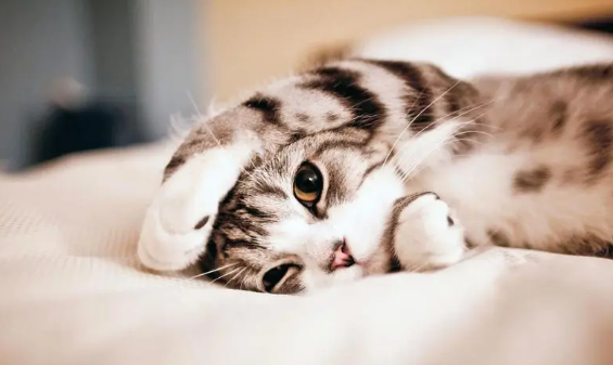猫临死前最后一叫声代表什么