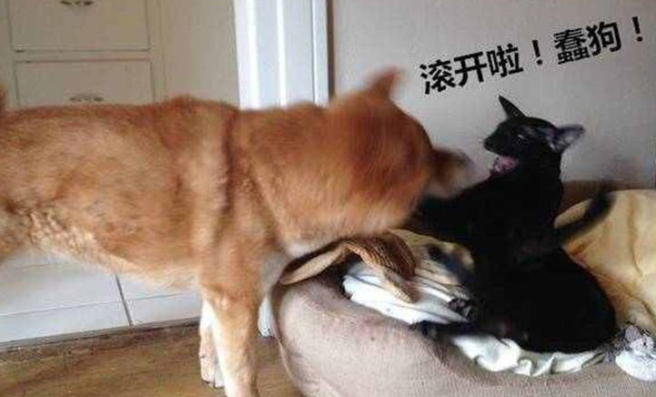 黑猫为什么打狗狗 黑猫为什么打狗狗