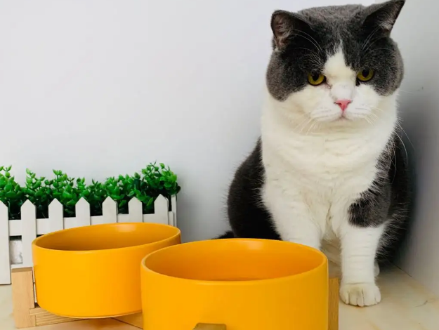 猫咪蹲在饭碗前的原因是