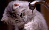 猫咪喜欢在水里玩的原因