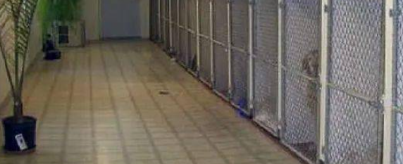 比较出名的犬舍 比较出名的犬舍