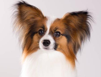 蝴蝶犬是哪里的?了解一下吧~ 蝴蝶犬是哪里的?了解一下吧~