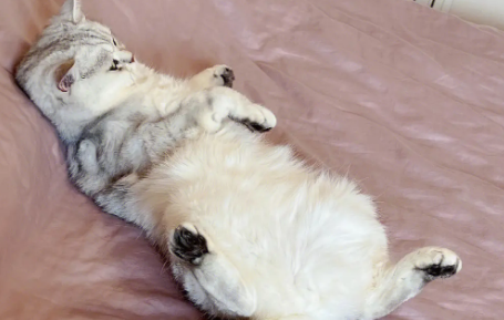 猫咪肚子硬硬的是什么原因