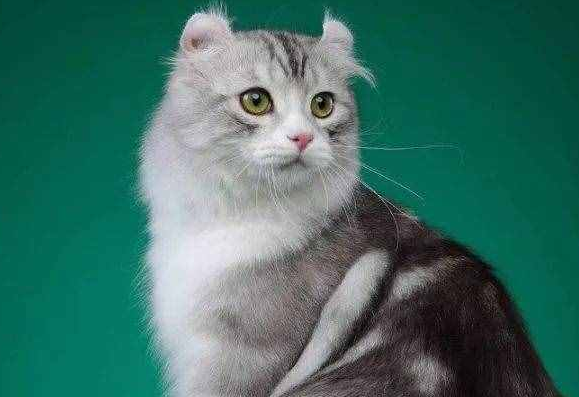 美国卷耳猫吃什么？铲屎官来看看吧
