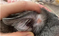 猫咪耳朵上长猫藓怎么办