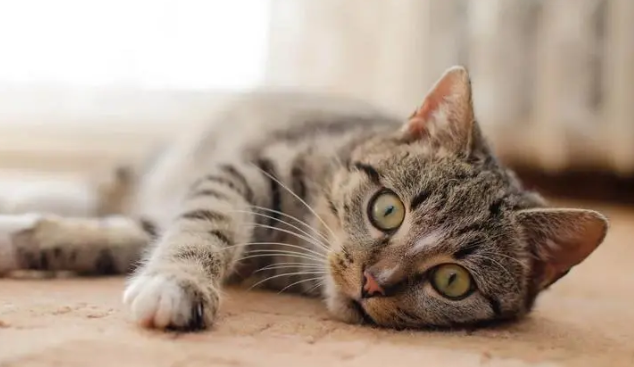 猫咪随时都会应激么为什么呢