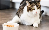 猫咪过年为什么不吃东西