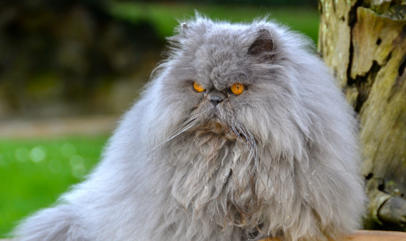 波斯猫幼猫感冒怎么办？来学一下处理方法吧！