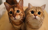 猫咪为什么会近亲繁育呢