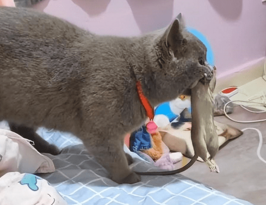 宠物猫蓝猫吃老鼠吗 宠物猫蓝猫吃老鼠吗