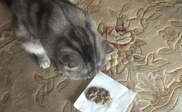 猫咪总是呕吐拉稀是什么原因