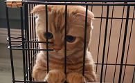 近亲繁殖的猫都是弱智吗