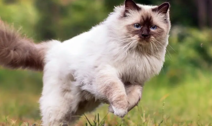猫咪经常逃跑的原因