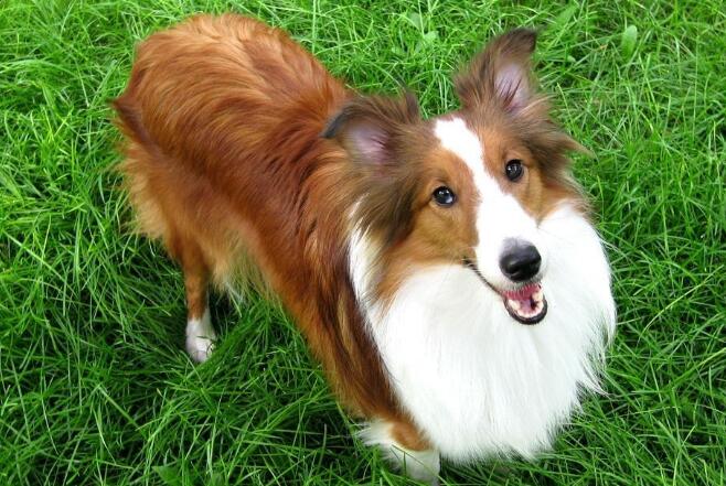 喜乐蒂牧羊犬和苏格兰牧羊犬有什么区别？这里看看！