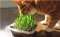 养猫能养的植物大全