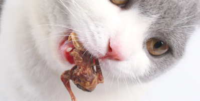 猫能不能吃大母鹌鹑