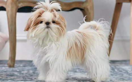 马尔济斯犬和西施犬有什么区别?有必要了解一下! 马尔济斯犬和西施犬有什么区别?有必要了解一下!
