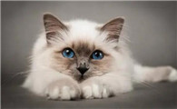 为什么喜欢猫不喜欢狗