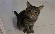 如何验证狸花猫已经认主人了