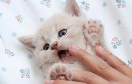 猫咪为什么不能养白爪子 猫咪为什么不能养白爪子