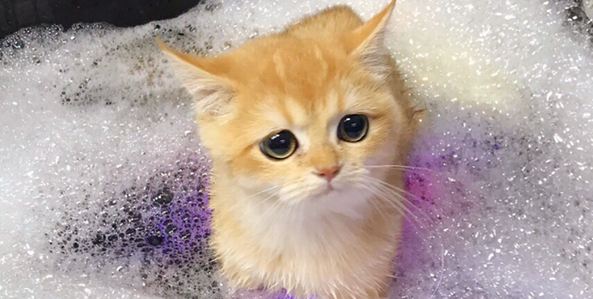 如何给宠物猫洗澡 如何给宠物猫洗澡