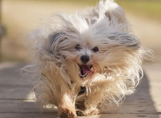 养宠小知识：哈瓦那犬怎么训练大小便