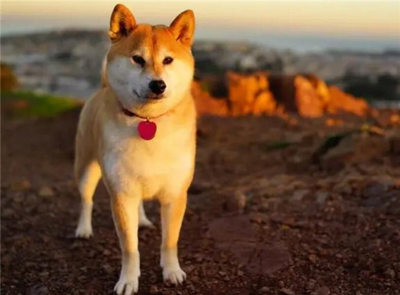 秋田犬什么时候发情？这个时间段要注意