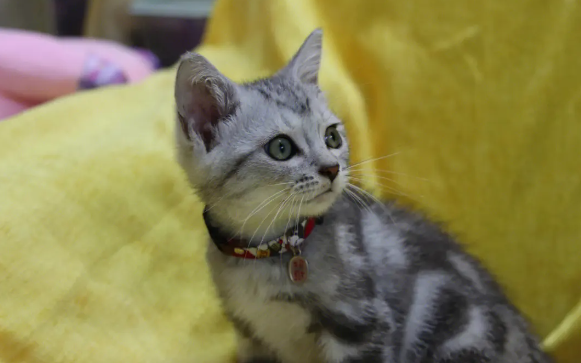 猫咪的眼睛为什么那么漂亮 猫咪的眼睛为什么那么漂亮