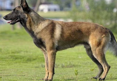 如何让小马犬快速立耳,来了解下吧 如何让小马犬快速立耳,来了解下吧