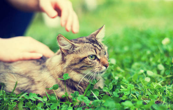 三叶草对猫有毒吗
