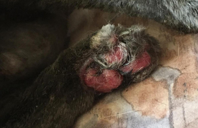 猫妈冲进火场救小猫，全身被烧焦，换来一句“没钱治疗”