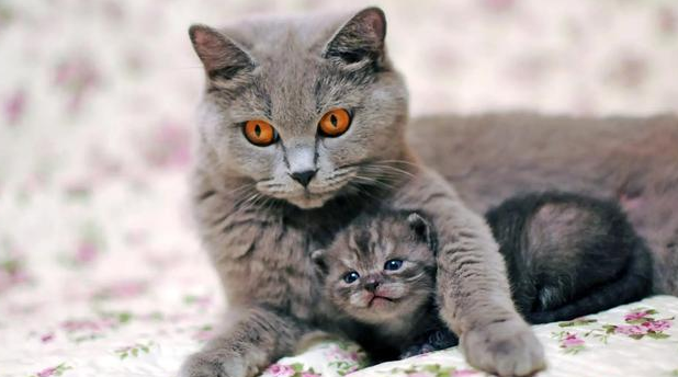 猫咪没有孩子是什么原因