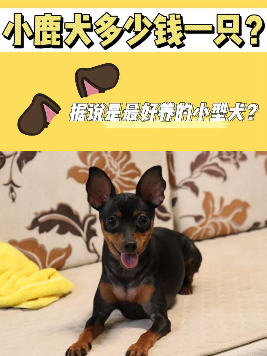 小鹿犬一般多少钱一只？你喜欢这种小型犬吗