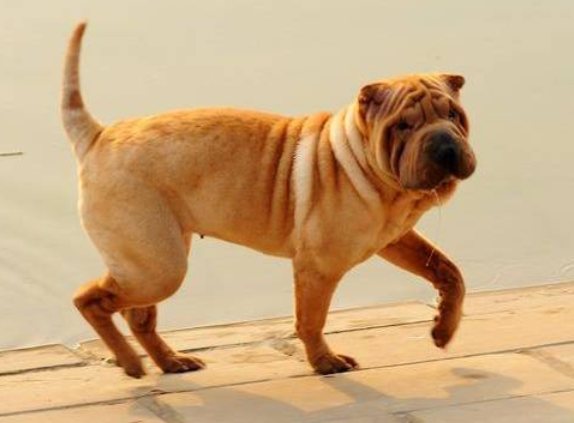 中国沙皮犬体臭解决方法，想知道的快来get下！