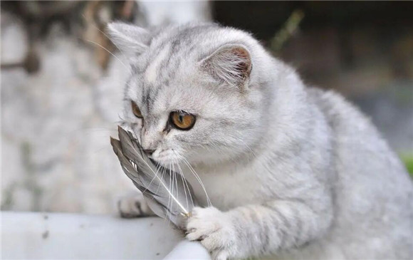 猫咪为什么竖着尾巴走向你身边