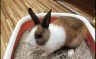 兔子可以用猫砂吗