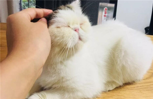 猫咪疼痛会狂跑吗为什么呢