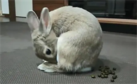 宠物兔多久拉一次大便
