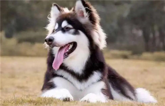 阿拉斯加犬用什么狗绳？原来还有这么多讲究