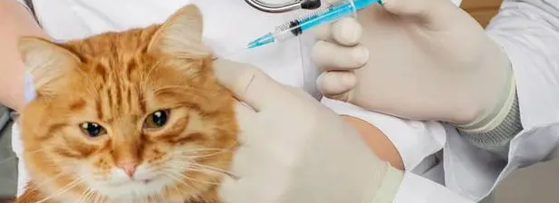 猫三联不打对主人有影响吗