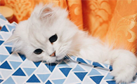 猫咪为什么睡人身边不叫呢
