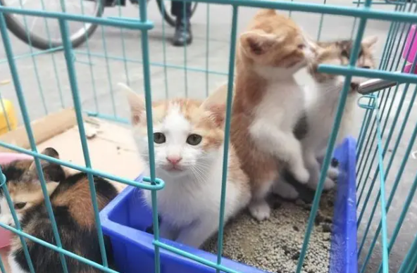 什么叫后院猫舍-宠物网