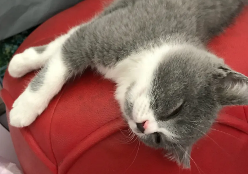 为什么有人喜欢猫咪吐口水呢