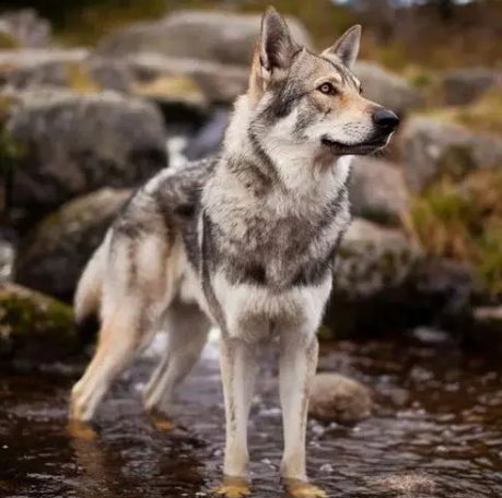 捷克狼犬患皮肤病怎么治？看看这些方法靠不靠谱