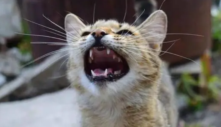 陌生猫朝你叫是为什么