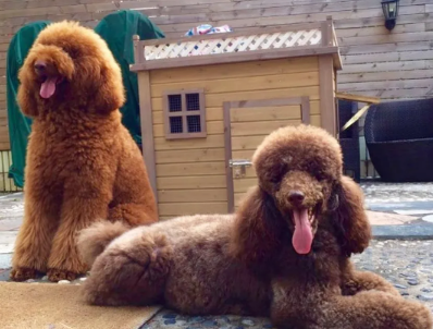 巨型贵宾犬站立怎么训练?这里有答案 巨型贵宾犬站立怎么训练?这里有答案
