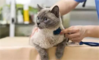 猫咪生病很难查吗为什么呢